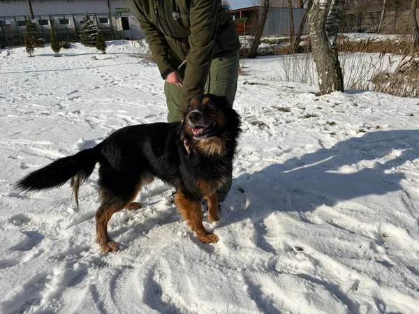 Pies do adopcji, Bełchatów, 28 stycznia 2026 (3/5)