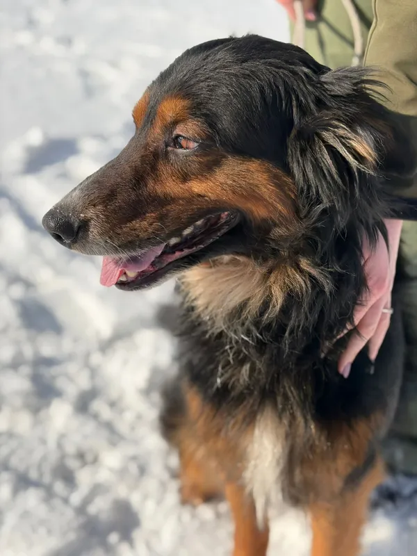 Pies do adopcji, Bełchatów, 28 stycznia 2026 (4/5)