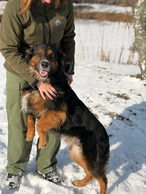 Pies do adopcji, Bełchatów, 28 stycznia 2026 (5/5)