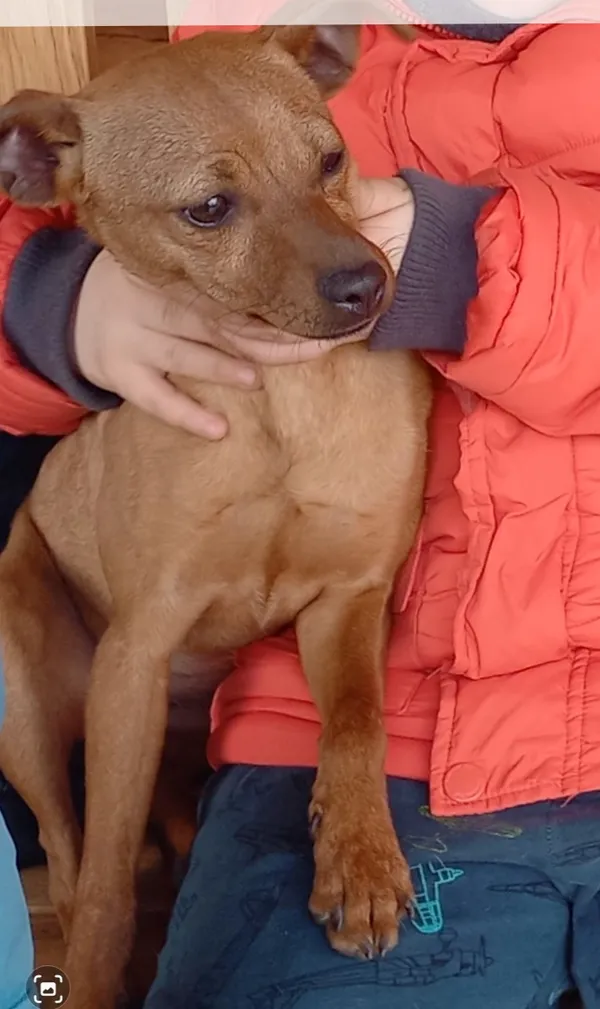 Zaginął pies, Mokra Wieś, 24 lutego 2026