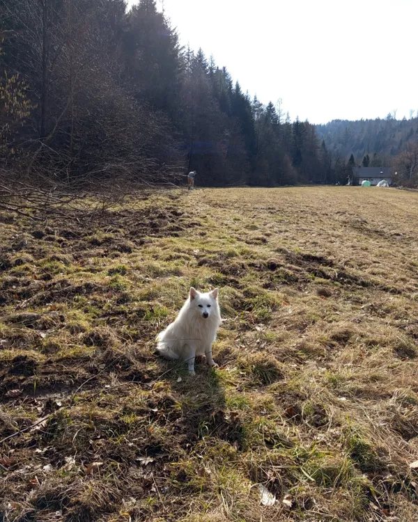 Zaginął pies, Bieśnik, 25 lutego 2026 (1/3)