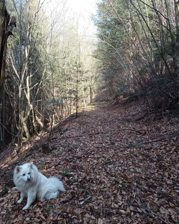 Zaginął pies, Bieśnik, 25 lutego 2026 (2/3)