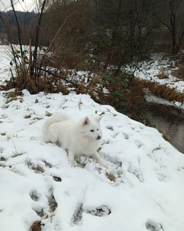 Zaginął pies, Bieśnik, 25 lutego 2026 (3/3)