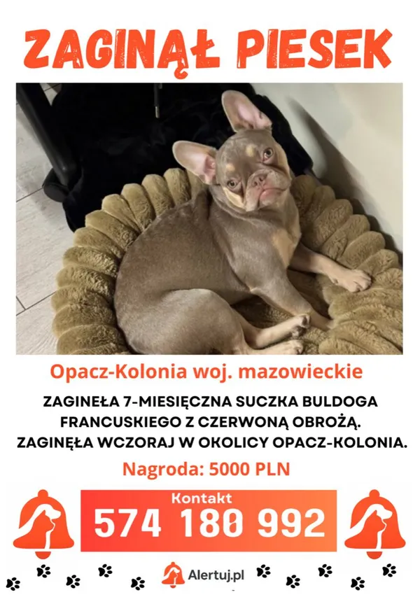 Zaginął pies, Opacz-Kolonia, 25 lutego 2026 (1/3)