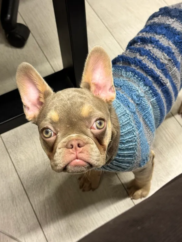 Zaginął pies, Opacz-Kolonia, 25 lutego 2026 (2/3)