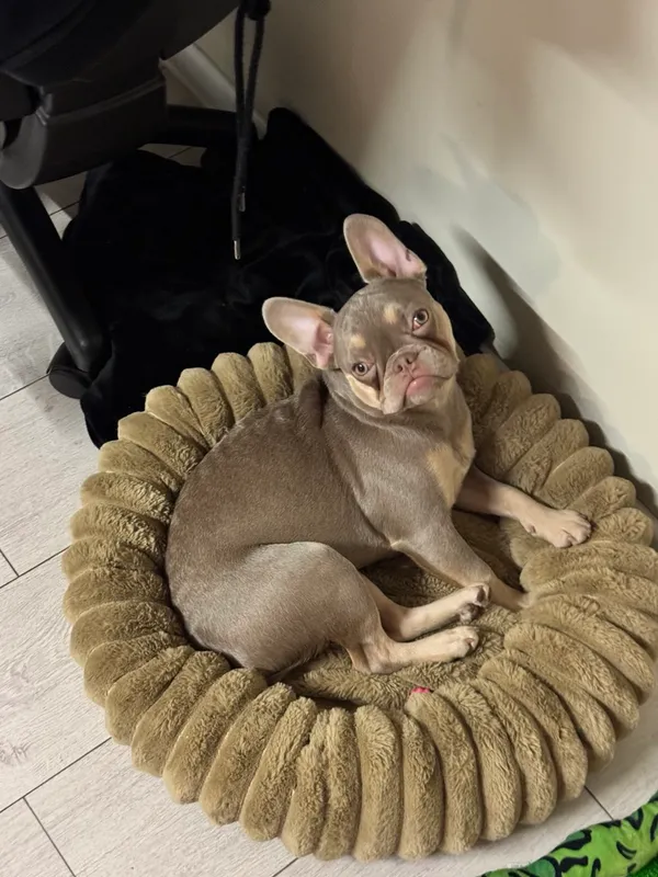 Zaginął pies, Opacz-Kolonia, 25 lutego 2026 (3/3)