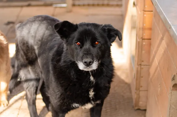 Oddam psa, Gdańsk, Kokoszki, 27 lutego 2026 (4/5)