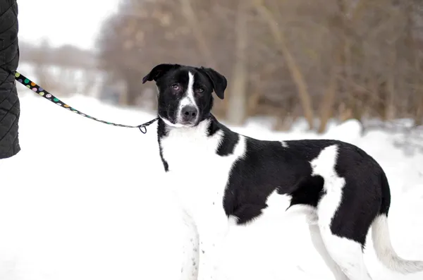 Oddam psa, Elbląg, Kępa Północna, 27 lutego 2026 (3/4)