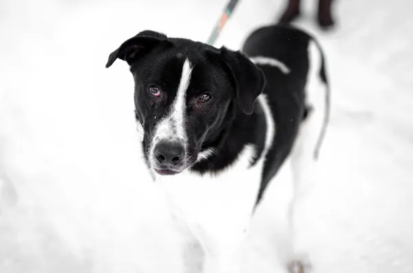 Oddam psa, Elbląg, Kępa Północna, 27 lutego 2026 (4/4)