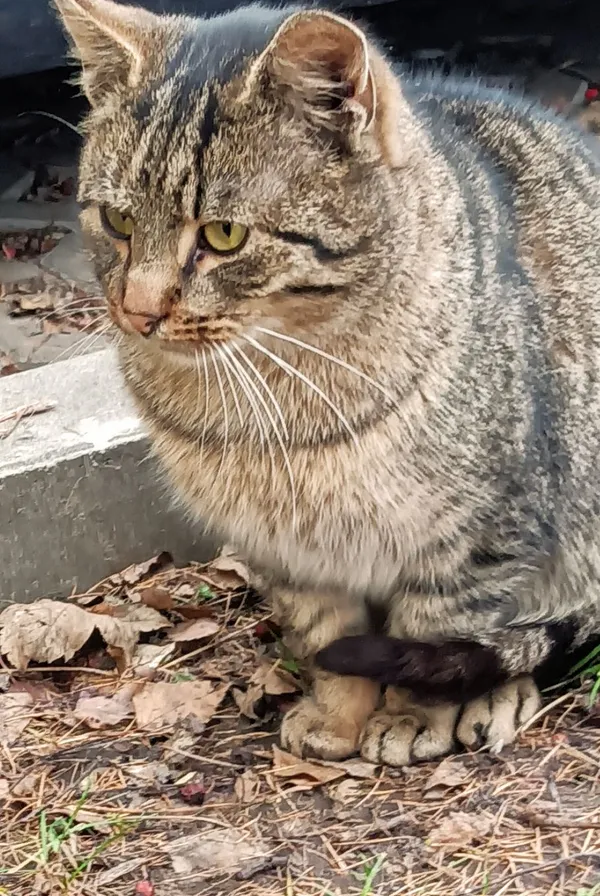 Zaginął kot, Lublin, Wieniawa, 28 lutego 2026 (3/3)