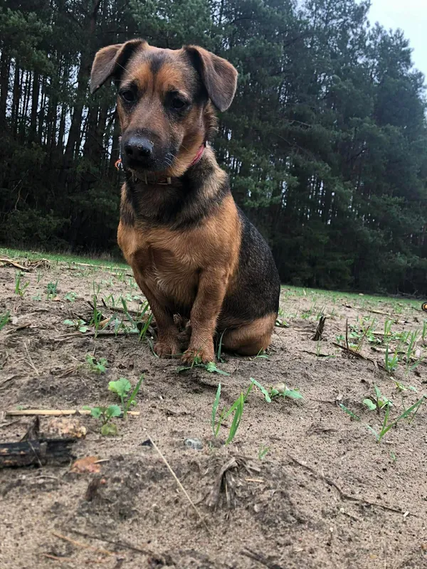 Zaginął pies, Baciki Średnie, 1 marca 2026 (4/4)