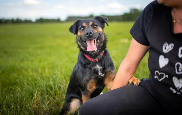 Oddam psa, Warszawa, Fort Bema, 2 marca 2026 (1/5)