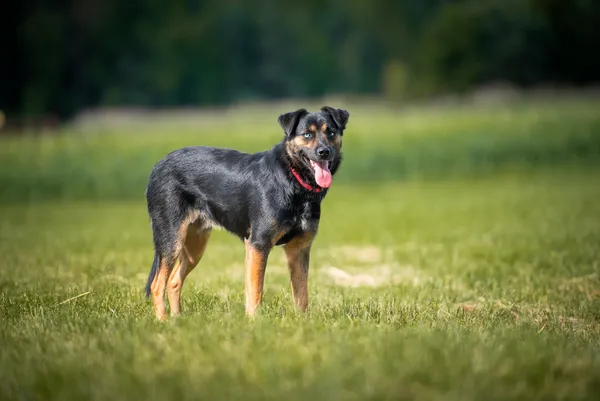 Oddam psa, Warszawa, Fort Bema, 2 marca 2026 (3/5)