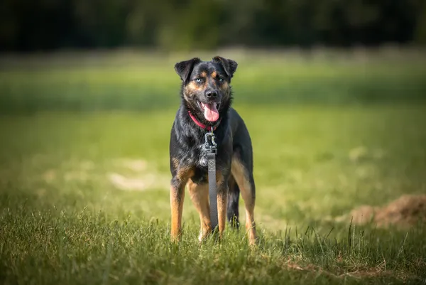 Oddam psa, Warszawa, Fort Bema, 2 marca 2026 (4/5)