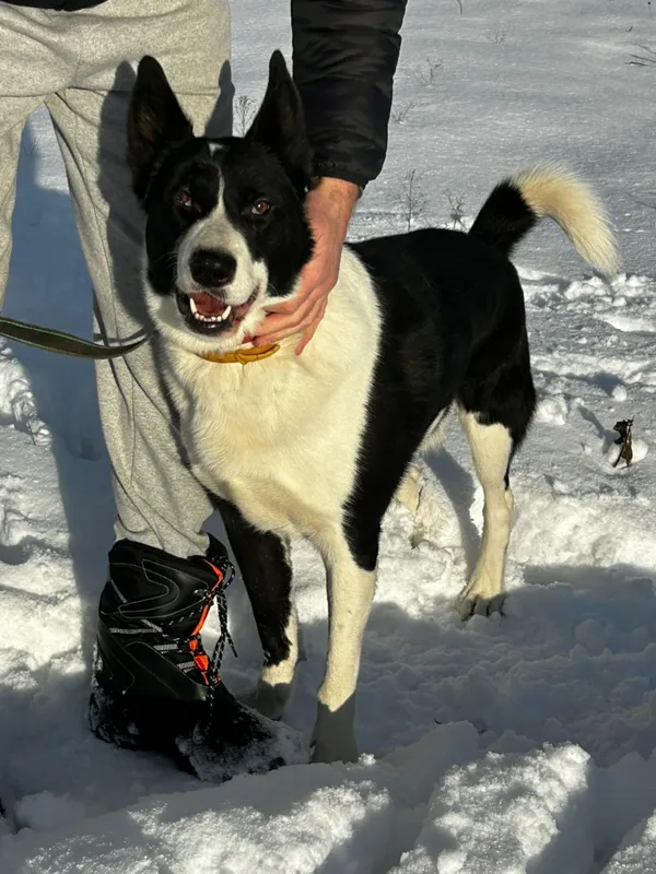 Oddam psa, Warszawa, Szczęśliwice, 2 marca 2026 (1/3)