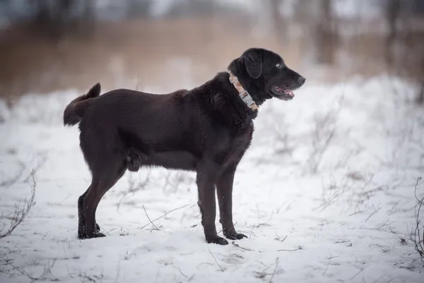 Oddam psa, Łódź, Radiostacja, 5 marca 2026 (2/5)