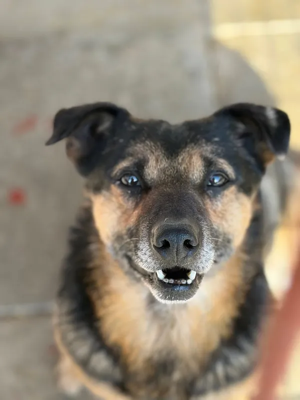 Oddam psa, Gdańsk, Olszynka, 8 marca 2026 (3/3)