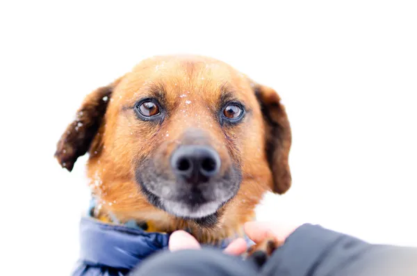 Oddam psa, Olsztyn, Dajtki, 8 marca 2026 (1/5)