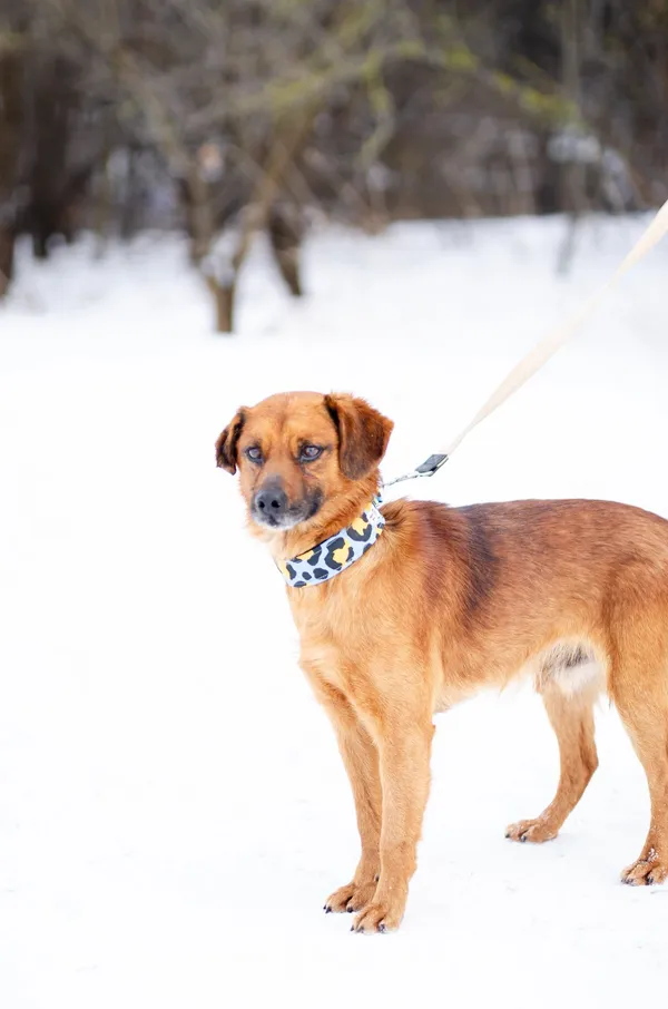 Oddam psa, Olsztyn, Dajtki, 8 marca 2026 (3/5)