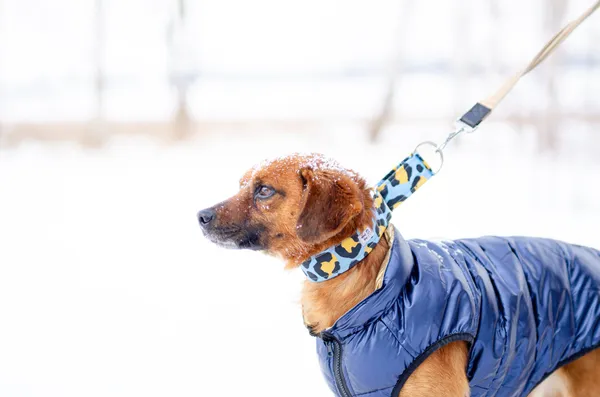 Oddam psa, Olsztyn, Dajtki, 8 marca 2026 (5/5)