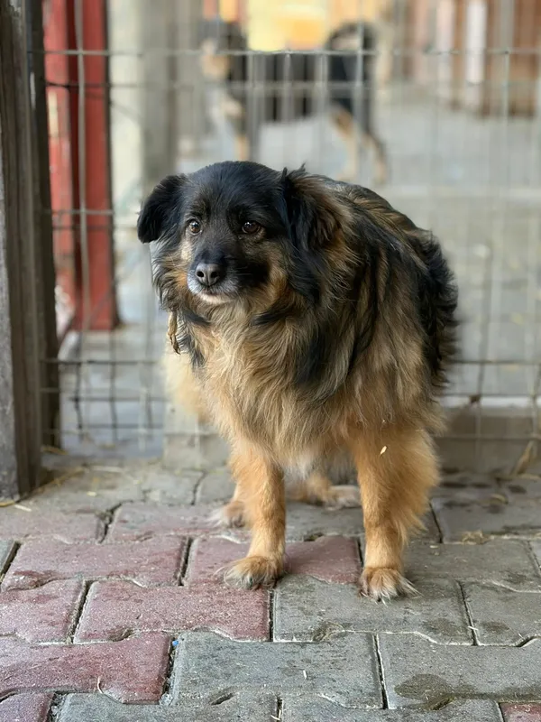 Oddam psa, Olsztyn, Osiedle nad Jeziorem Długim, 8 marca 2026 (1/2)