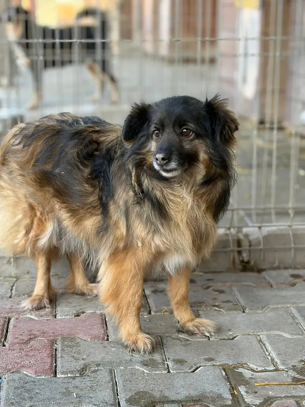 Oddam psa, Olsztyn, Osiedle nad Jeziorem Długim, 8 marca 2026 (2/2)