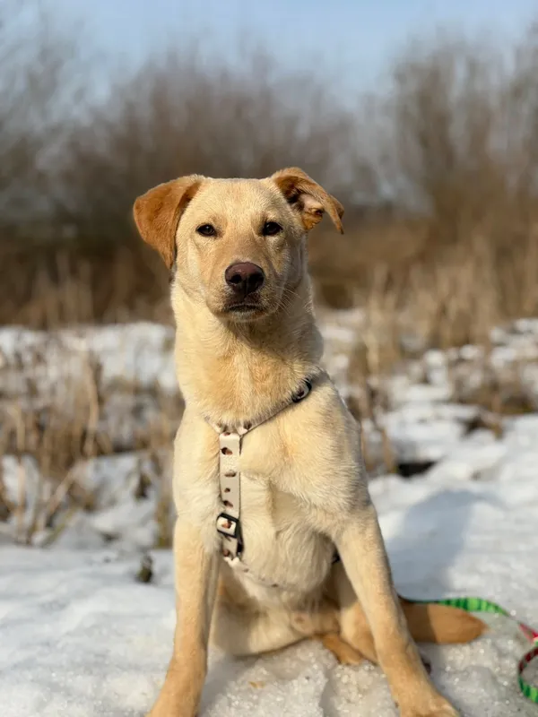 Oddam psa, Olsztyn, Pojezierze, 8 marca 2026 (1/4)