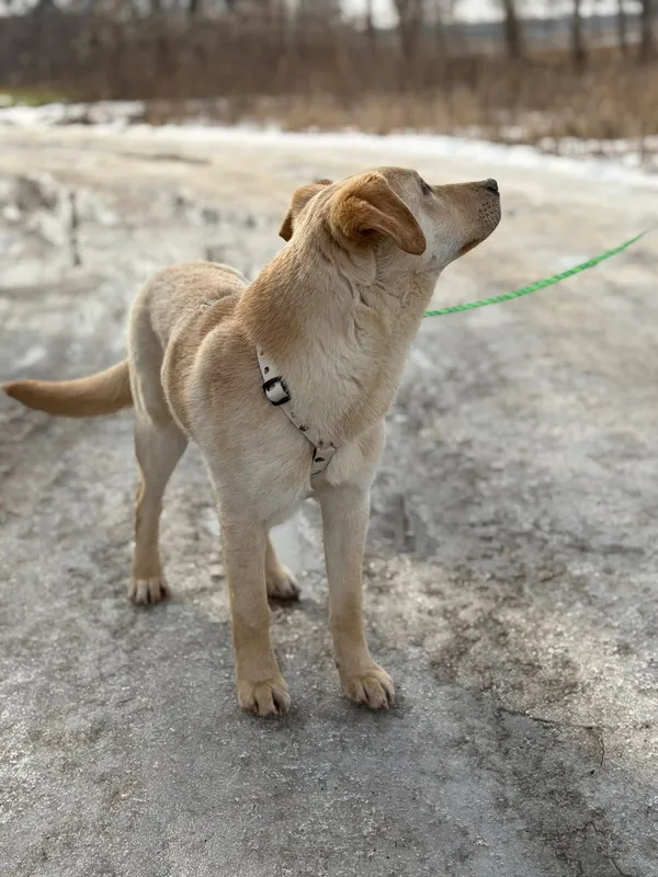 Oddam psa, Olsztyn, Pojezierze, 8 marca 2026 (3/4)