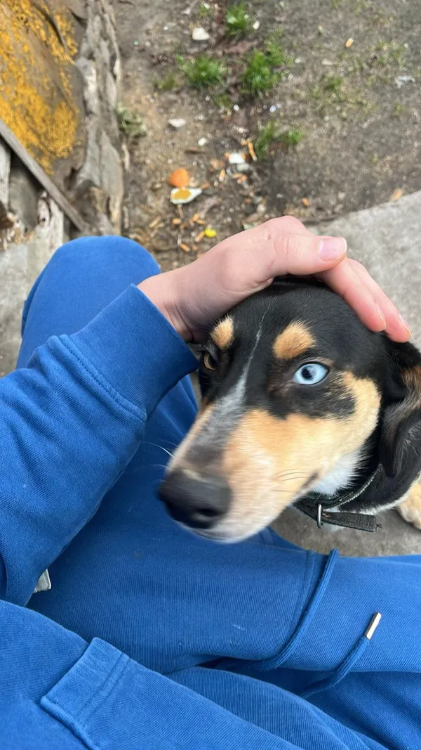 Zaginął pies, Zbrza, 8 marca 2026 (2/3)