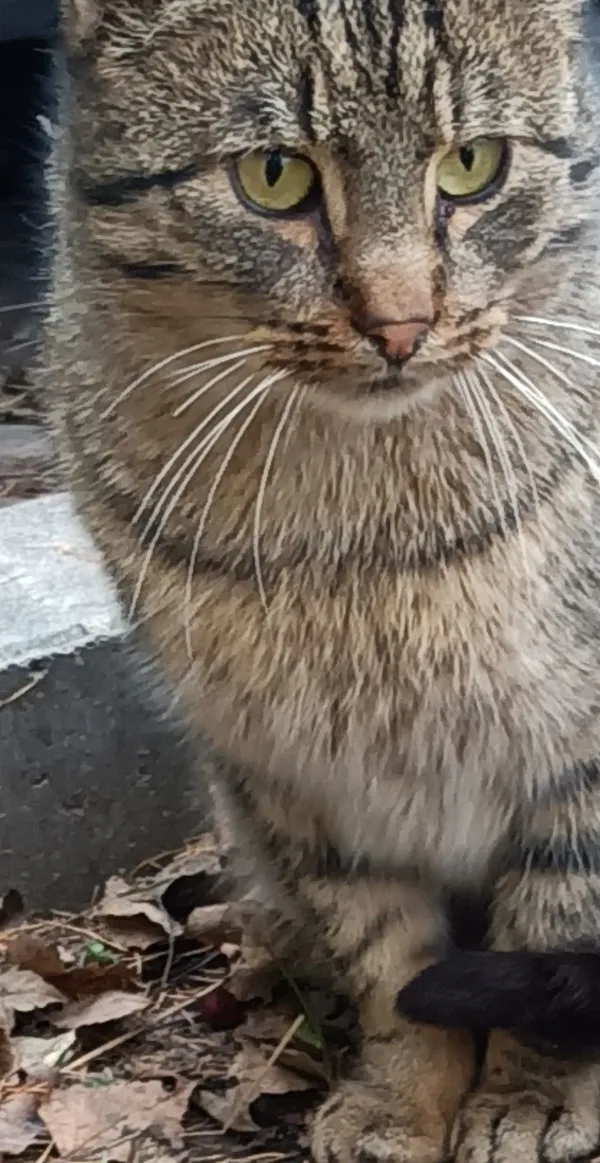 Zaginął kot, Lublin, Wieniawa, 9 marca 2026 (3/3)