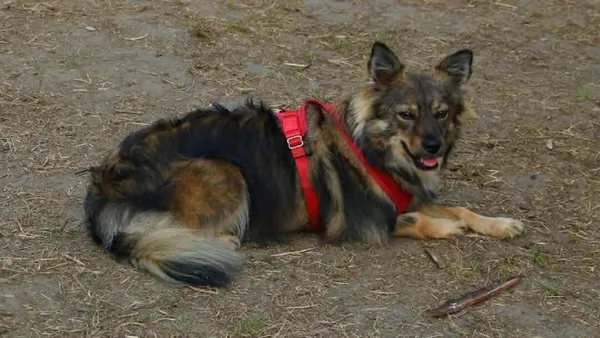 Zaginął pies, Kraków, Płaszów, 9 marca 2026 (1/2)