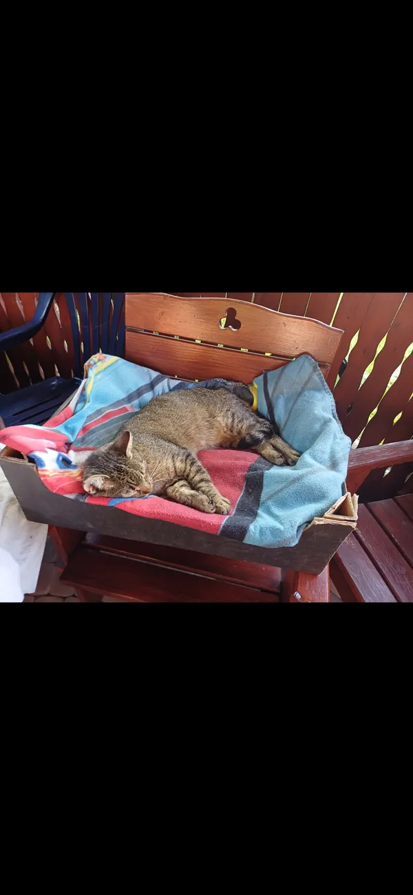 Zaginął kot, Bielsko-Biała, Mikuszowice Śląskie, 10 marca 2026 (1/5)