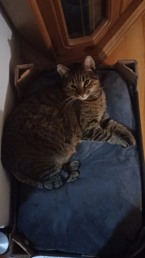 Zaginął kot, Bielsko-Biała, Mikuszowice Śląskie, 10 marca 2026 (2/5)