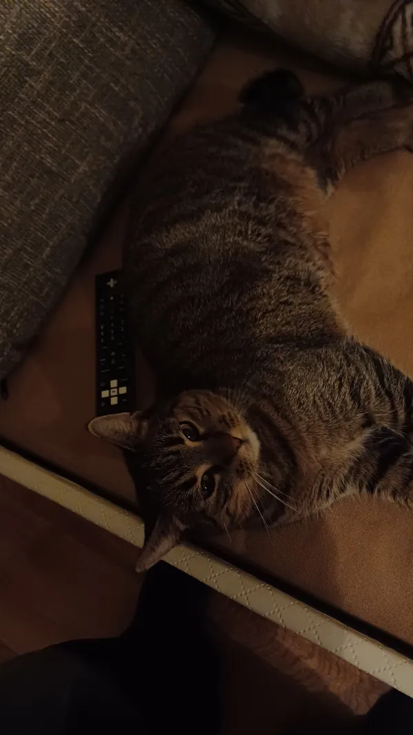 Zaginął kot, Bielsko-Biała, Mikuszowice Śląskie, 10 marca 2026 (3/5)