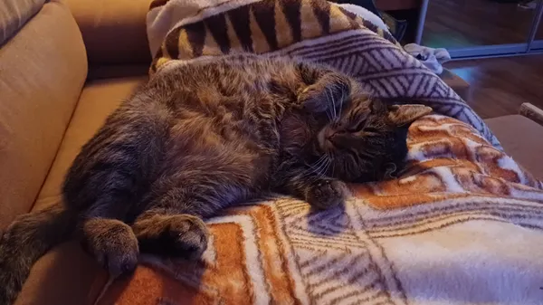 Zaginął kot, Bielsko-Biała, Mikuszowice Śląskie, 10 marca 2026 (4/5)