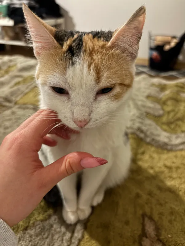 Zaginął kot, Lublin, Śródmieście, 12 marca 2026 (1/3)