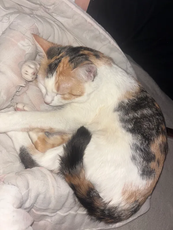 Zaginął kot, Lublin, Śródmieście, 12 marca 2026 (2/3)