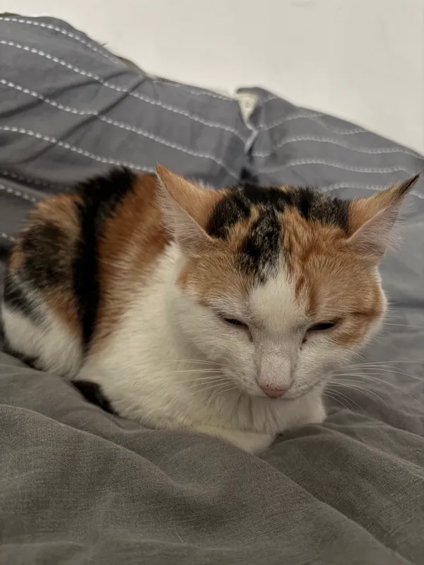 Zaginął kot, Lublin, Śródmieście, 12 marca 2026 (3/3)