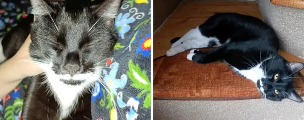 Zaginął kot, Godziszka, 12 marca 2026