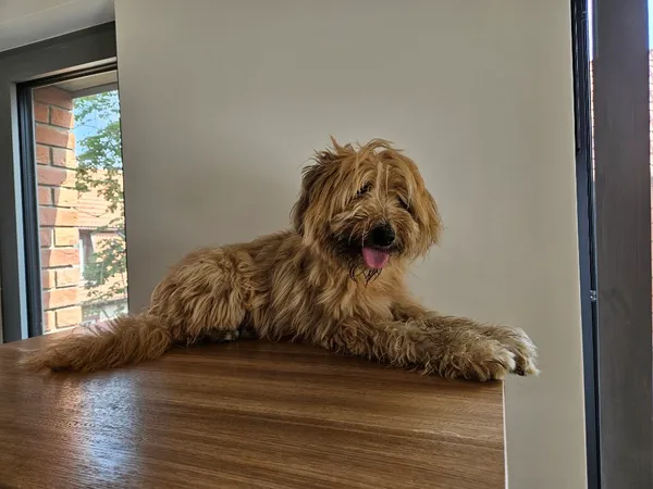 Zaginął pies, Gdańsk, Karczemki, 13 marca 2026 (1/2)