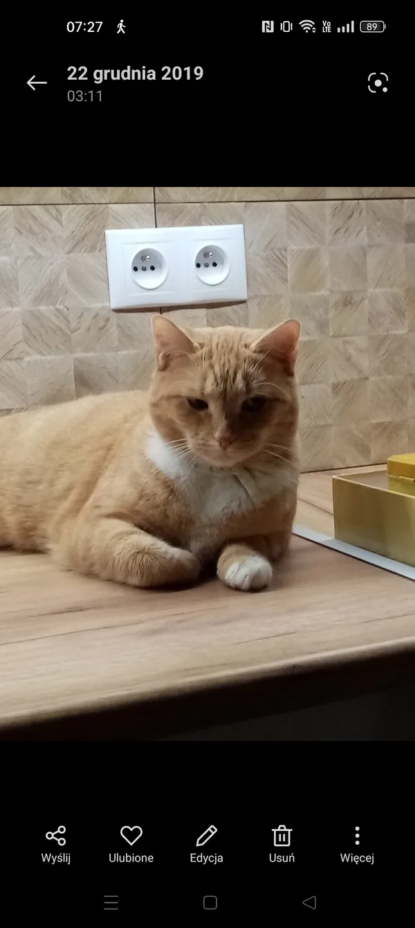 Zaginął kot, Łódź, Zdrowie, 13 marca 2026