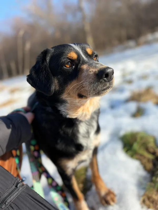 Oddam psa, Elbląg, Dolinka, 14 marca 2026