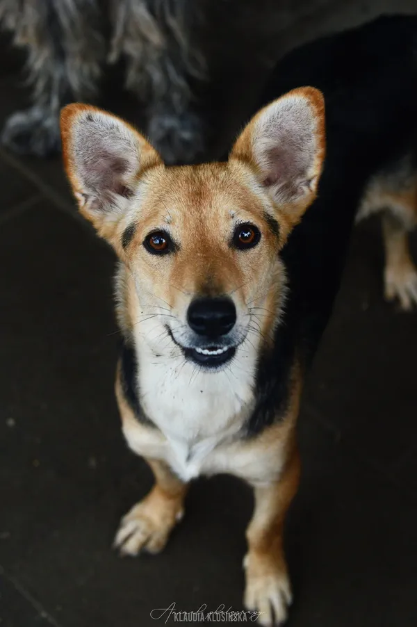 Oddam psa, Olsztyn, Kortowo, 14 marca 2026 (1/5)