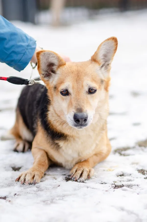 Oddam psa, Olsztyn, Kortowo, 14 marca 2026 (2/5)