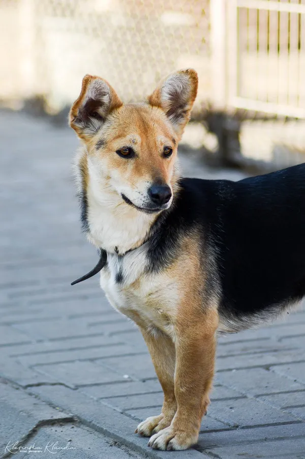 Oddam psa, Olsztyn, Kortowo, 14 marca 2026 (4/5)