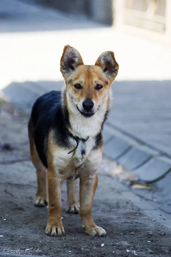 Oddam psa, Olsztyn, Kortowo, 14 marca 2026 (5/5)