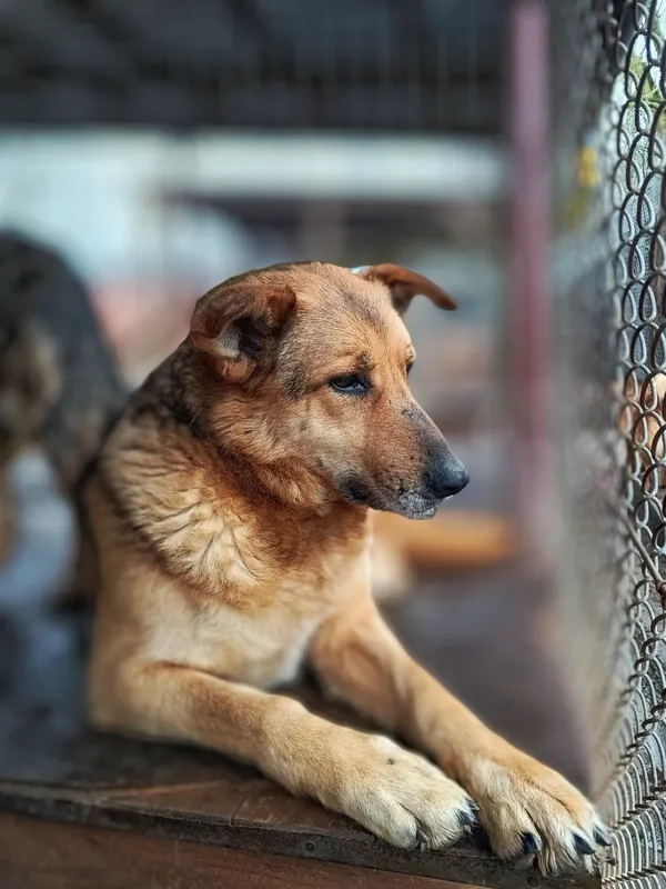 Oddam psa, Elbląg, Traugutta, 16 marca 2026 (2/2)