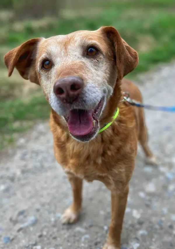 Oddam psa, Elbląg, Wyspa Spichrzów, 16 marca 2026 (1/4)