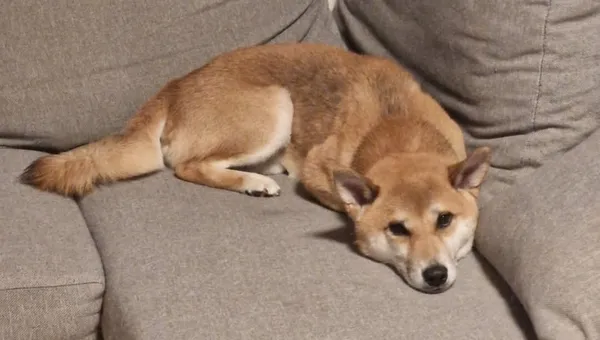 Zaginął pies, Osowiec, 16 marca 2026