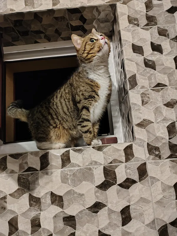 Zaginął kot, Otwock, Kresy Nadbrzeskie, 16 marca 2026 (2/2)